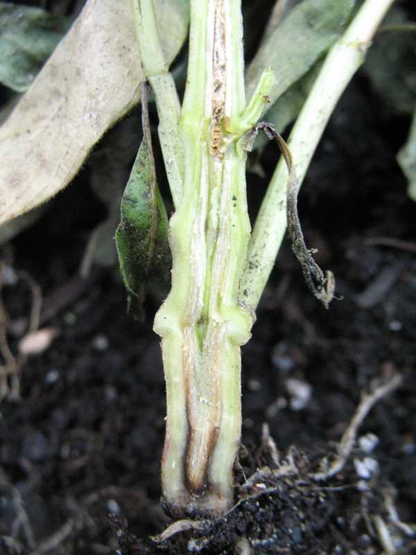 Cankers, diebacks, and wilts